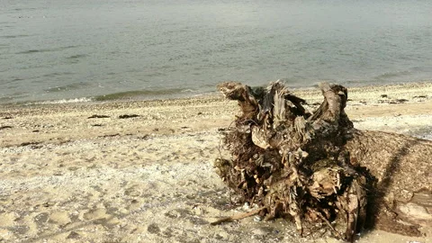Tree stump on the beach Stock Footage 156716649