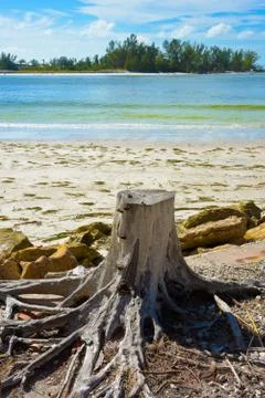 Tree Stump on Beach Stock Photos