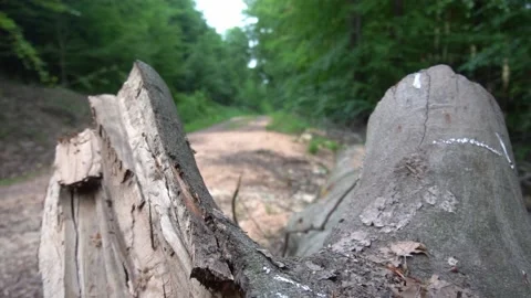 Tree stump on a beautiful forest path Stock Footage 134934245