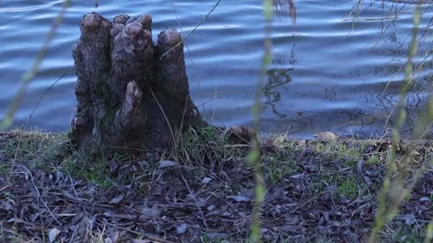 Tree Stump Branches and Water with Waves in the Evening Stock Footage 233888252