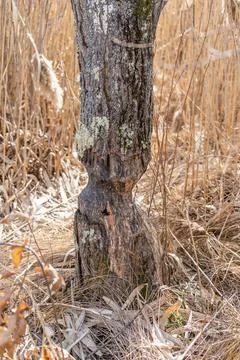 Tree Stump Chewed Up by Beavers Stock Photos