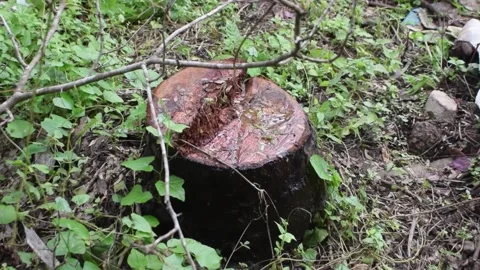 Tree stump of a chopped tree Video stock 202055194