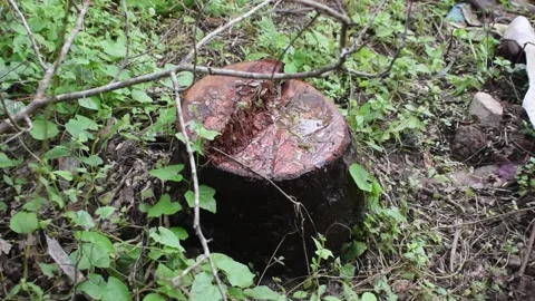 Tree stump of a chopped tree Video stock 202055225