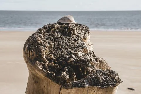 Tree stump close up Stock-Fotos