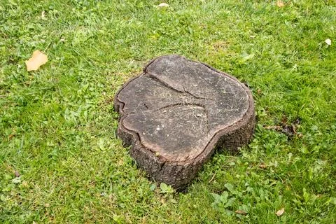 Tree stump closeup Stock Photos