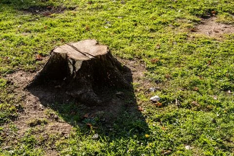 Tree stump closeup Stock Photos