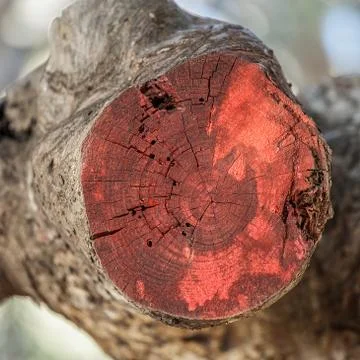 Tree Stump. Copy Space. Close-Up Stock Photos