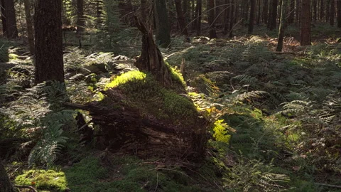 Tree stump covered in moss amid ferns in a forest Stock Footage 209153780