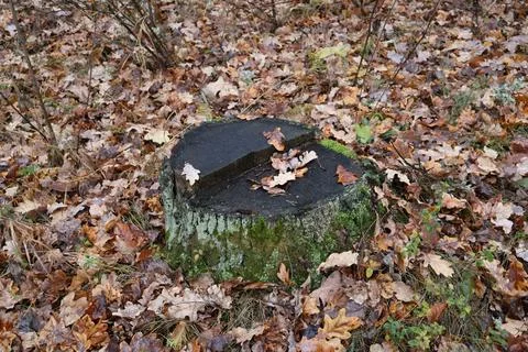 Tree stump covered with moss and dry leaves in autumn forest Stock Photos