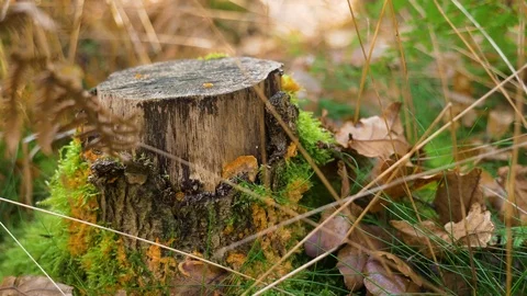 Tree stump covered in moss with brown leaves English countryside Stock Footage 69825080