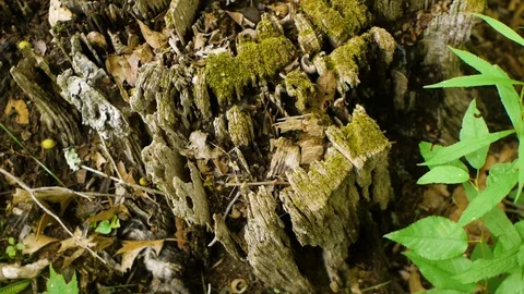 Tree stump covered with moss Stock Footage 99118388