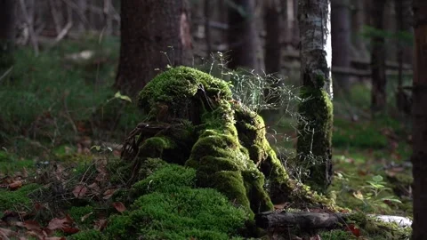 Tree stump covered with moss slowly decaying in the forest.  Trails in Carpat Stock Footage 255005685