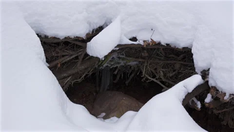 A tree stump is covered in snow and surrounded by roots Video stock 327024989