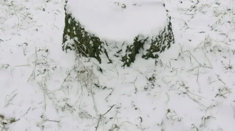 Tree stump covered with snow Stock Footage 60649523
