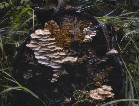A tree stump covered with various types of fungi, including the versicolor po Foto stock