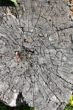 Tree stump cross-section background Stock Photos