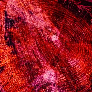 Tree stump cross section with colorful rings Stock Photos
