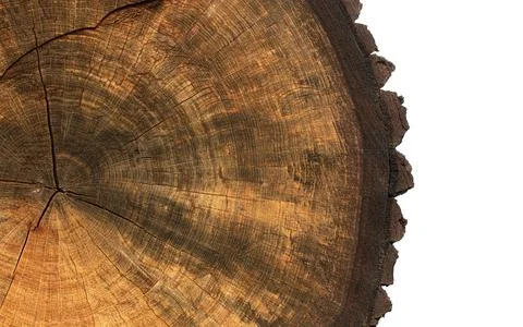 Tree stump cross-section showing growth rings with transparent background Stock Photos