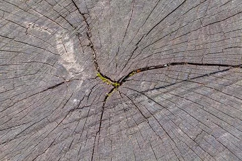 Tree stump cross section showing growth rings and cracks Stock Photos