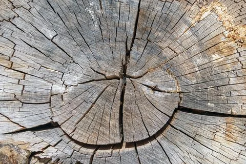 Tree stump cross section showing growth rings and cracks Stock Photos
