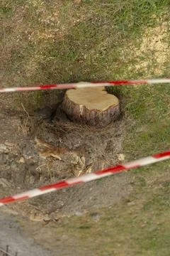 Tree stump cut and cordoned off on grassy ground Stock Photos