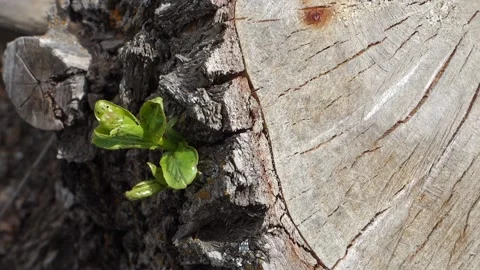 The tree stump cut with a chainsaw started to green from the edge, the greeni Stock Footage 191097802