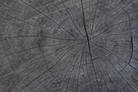 Tree stump cut rings background Stock Photos
