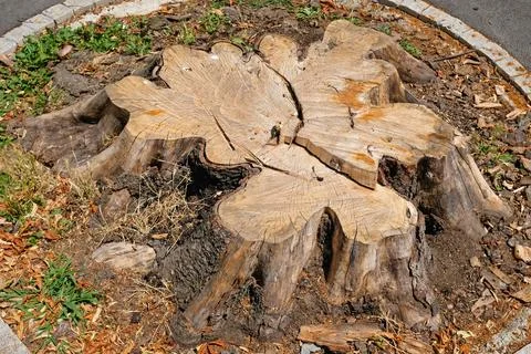 Tree stump cutted down Stock Photos