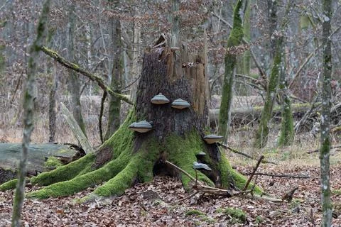 Tree stump decomposing in forest overgrown with moss and fungi 스톡 사진