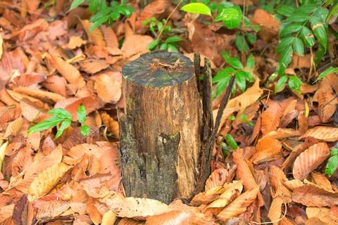 Tree stump with dried leaves... Foto stock
