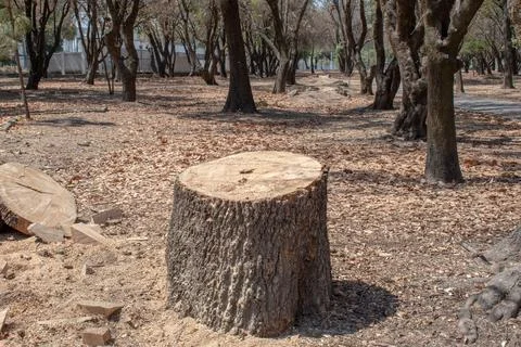 Tree stump in dry forest ground after logging in urban park of Guadalajara Stock Photos