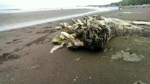 Tree stump on the edge of the beautiful natural beach (PAI) Tegal Stock Footage 219839081