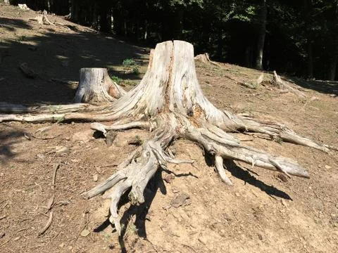 Tree stump in the Eifelpark. Germany Stockfoto's
