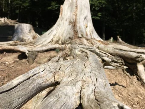 Tree stump in the Eifelpark Stock Photos