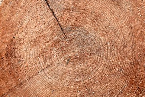 Tree stump end cut circular rings Stock Photos