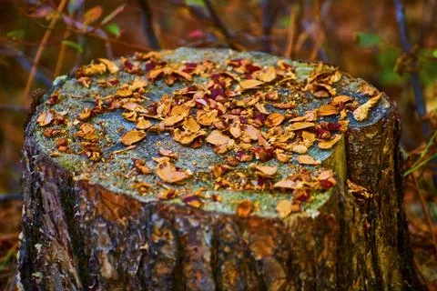 Tree stump with fallen orange and brown leaves during fall with forest floor 스톡 사진