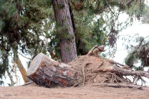 Tree stump fallen Stock Photos