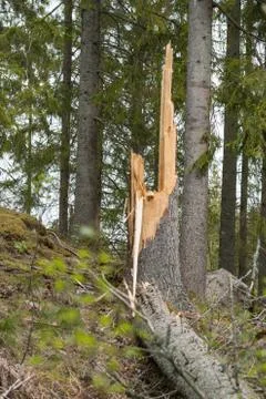 Tree stump with a fallen tree Stock Photos