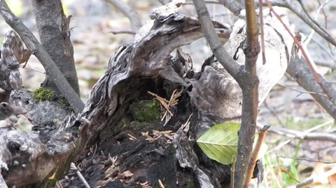 Tree Stump filled with life. Stockbeeldmateriaal 43968324