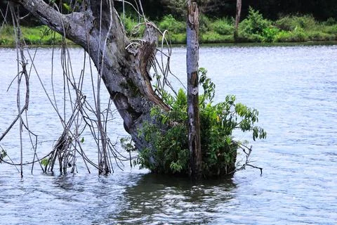 A tree stump is floating in the water Stock Photos