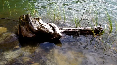 Tree stump Stock Footage 32502955