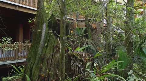 Tree Stump Stock Footage 47124303