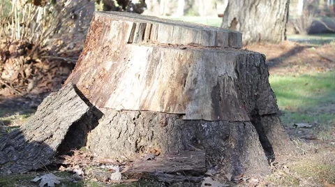 Tree Stump Stock Footage 49695369
