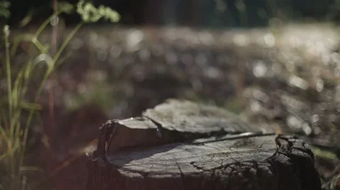 Tree stump Stock Footage 50802642