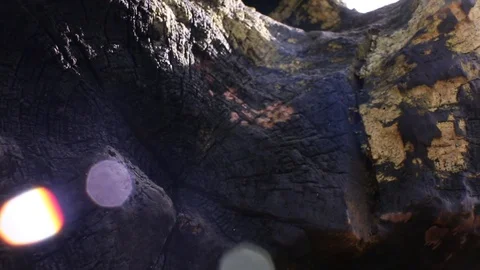 Tree stump. Stock Footage 96191433