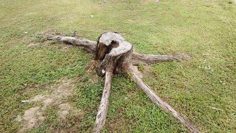 Tree stump Stock Footage 101155784
