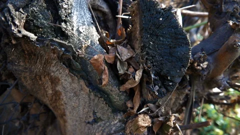 Tree stump Video stock 103978667