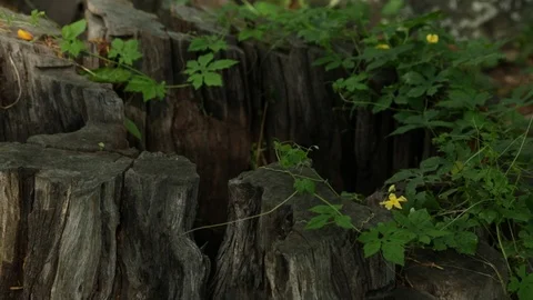 Tree Stump Stock Footage 104826587