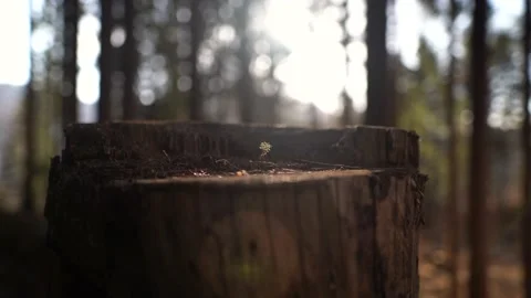Tree stump Stock-Footage 152879993