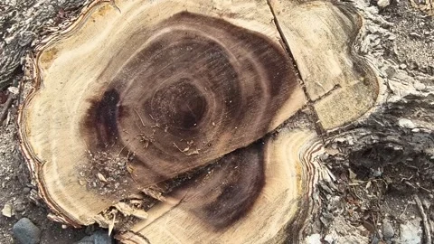 A Tree Stump Video stock 319414218